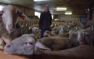 La passion des brebis, la conviction du bio