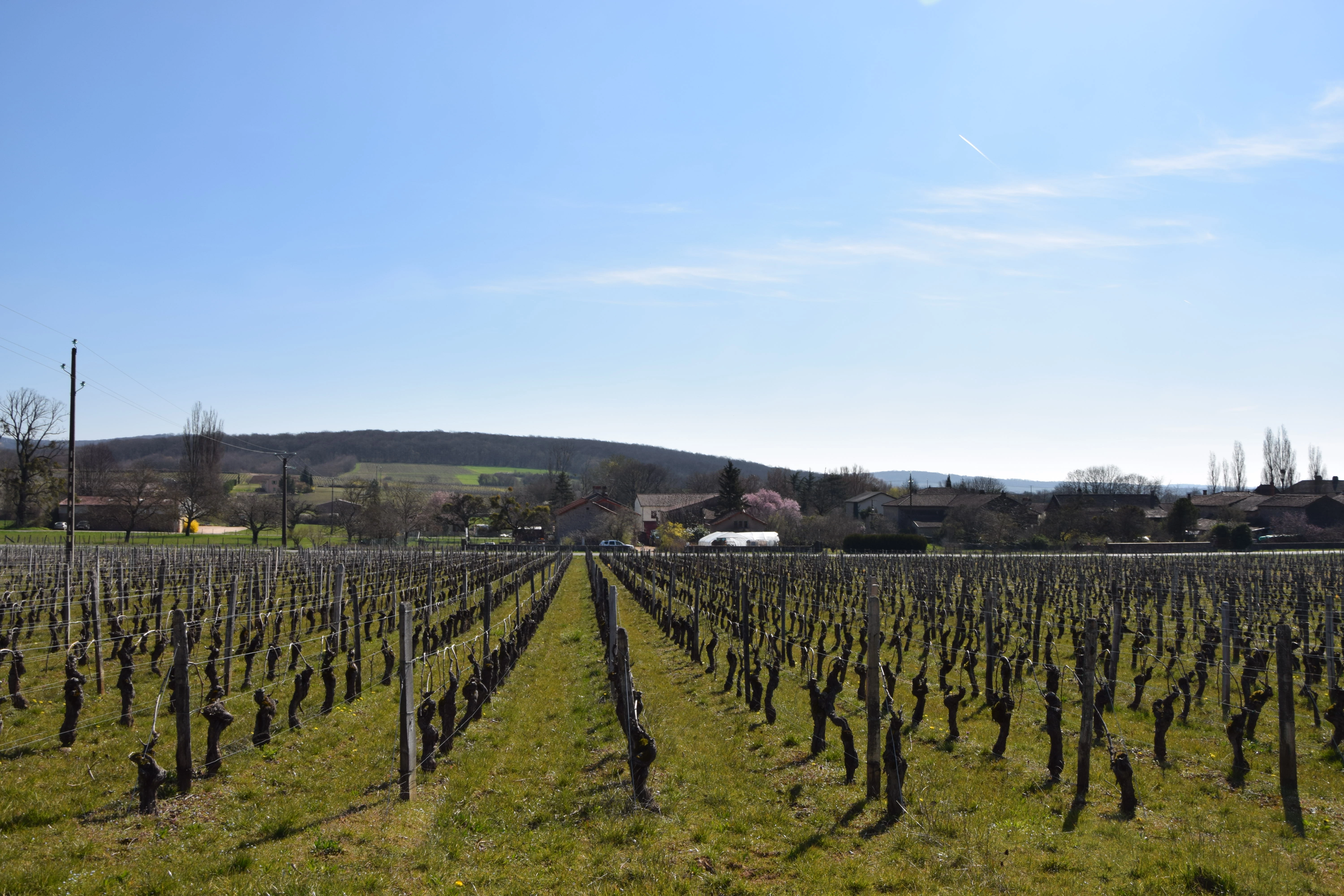 « Avec ou sans raisin, le travail continue »