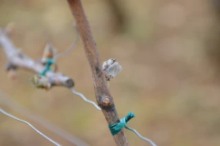 EXCLU WEB/REGION : De très importants dégâts dans les vignobles de la région