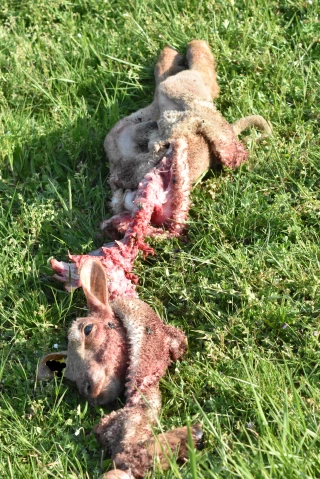 Information prédation : quelles actions face au loup ?