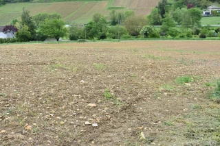 Une parcelle dédiée à l’agroforesterie