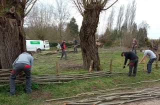Les élèves reconstruisent une clôture en tressage de saule