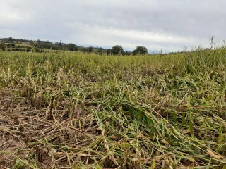 Le vent et la grêle s’en mêlent