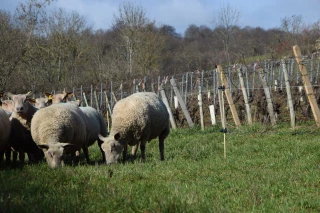 « Mouton Services bonjour ! »