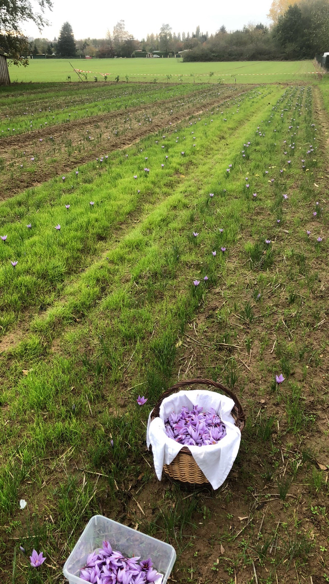 Des fleurs par milliers