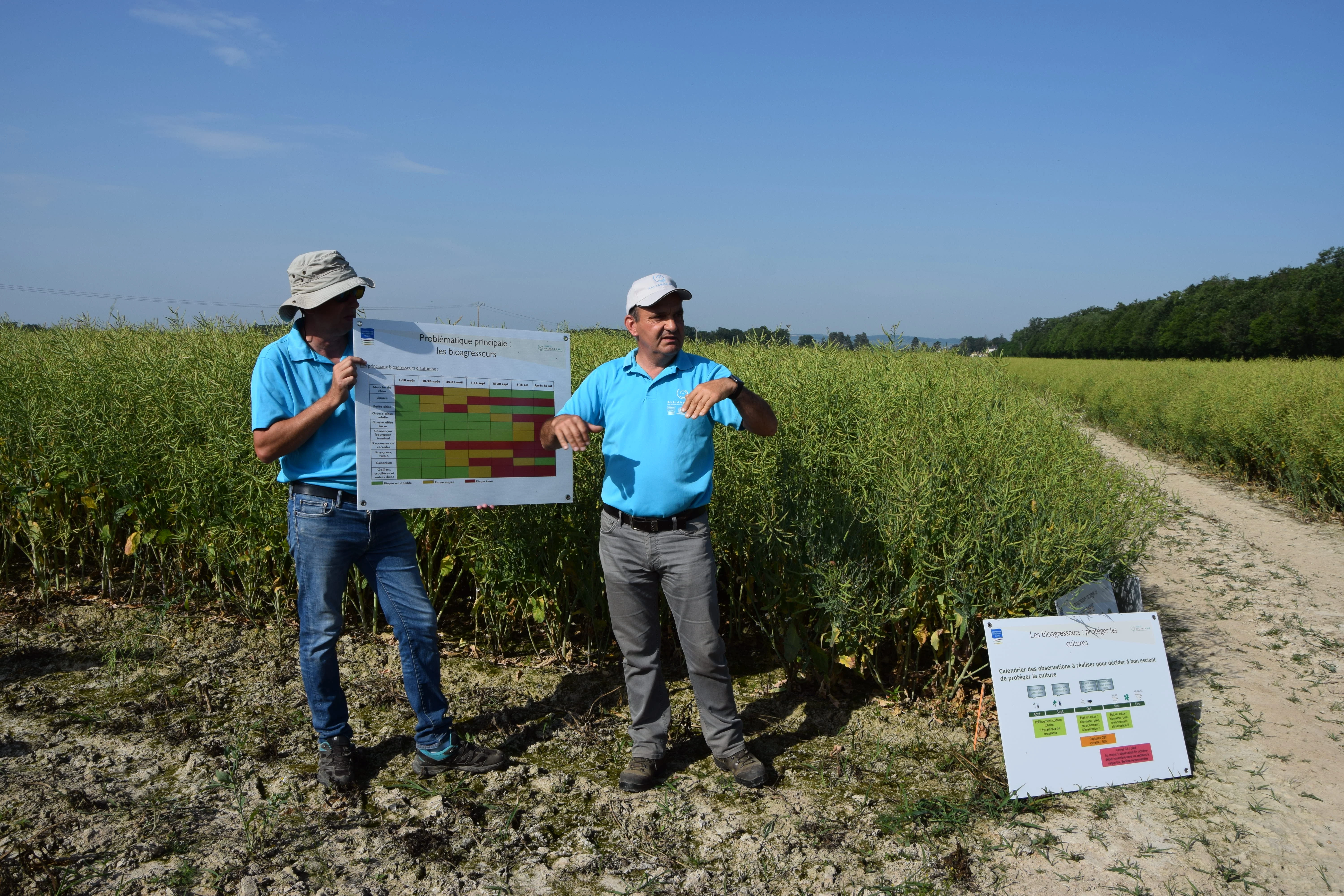 Colza : À poursuivre… malgré tout !