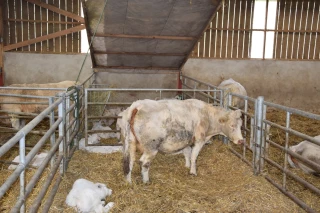 Pour le bien-être des bovins et des éleveurs