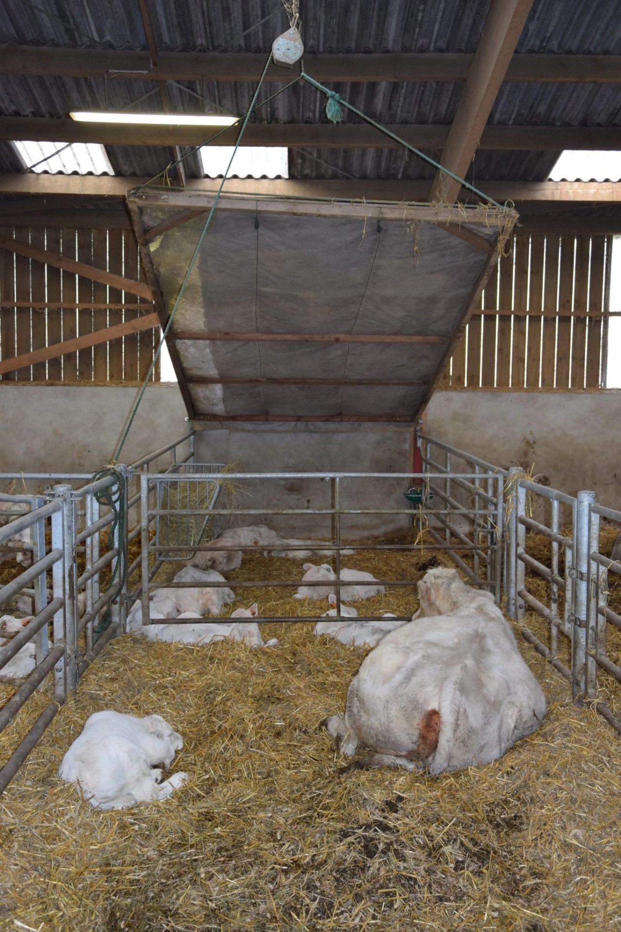 Plafond sur les cases à veaux et bardage plus ajouré