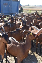 Caprin, la ferme de demain