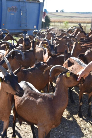 Caprin, la ferme de demain