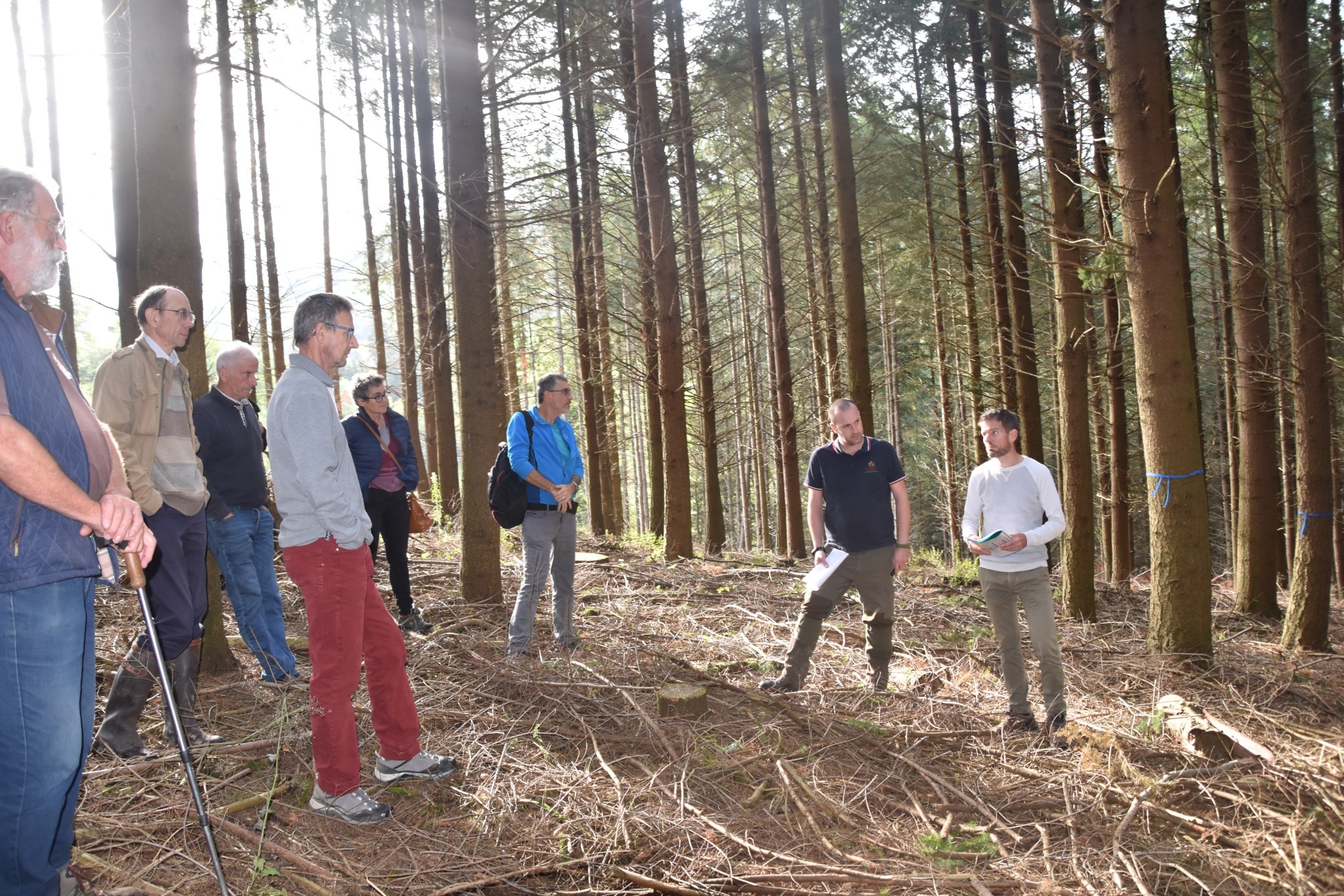 Pour une évaluation objective de la santé des forêts