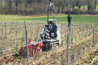 Le désherbage des vignes s’adapte à la réduction des intrants