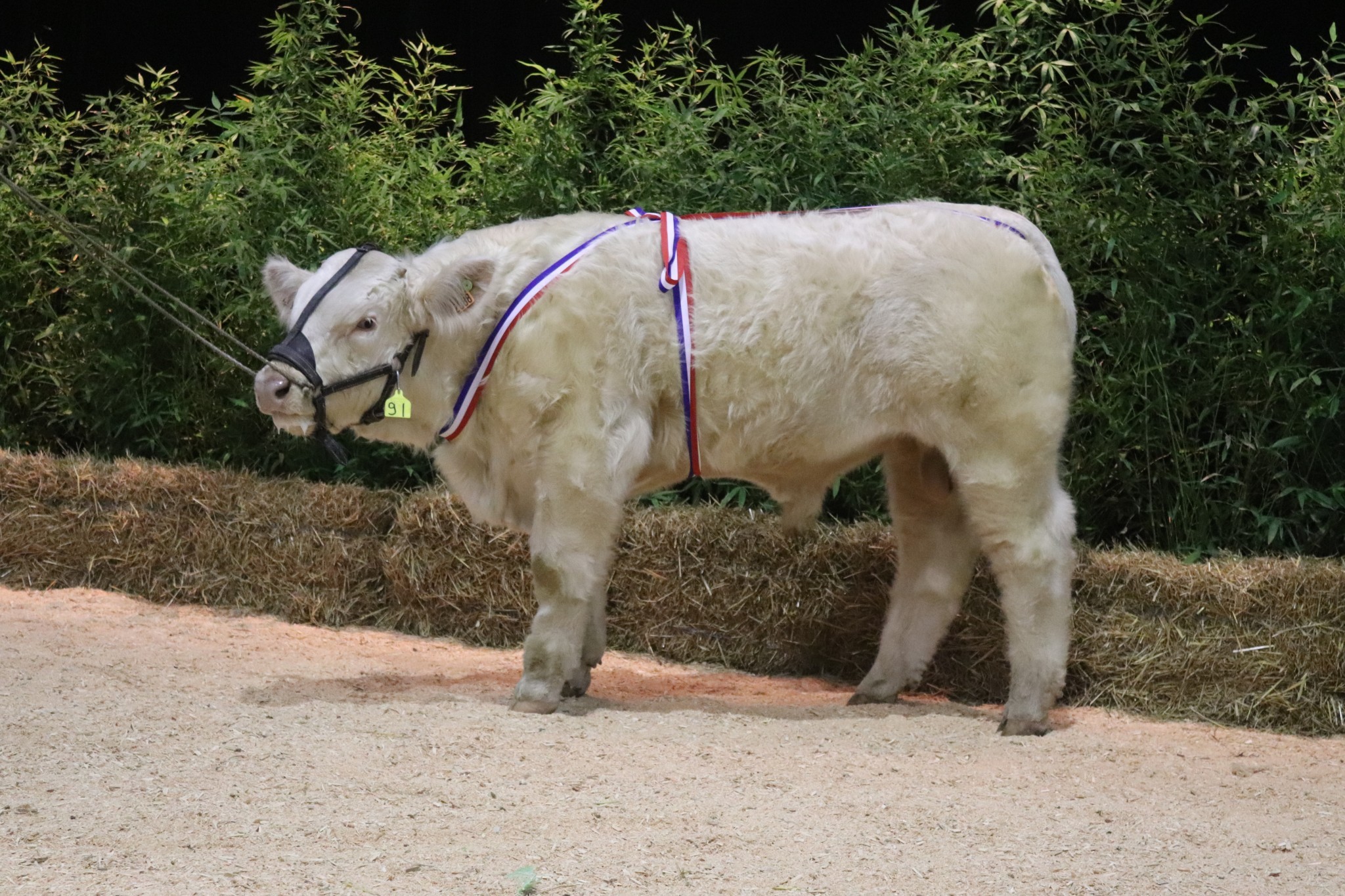 Le Charolais en fête dans la Loire