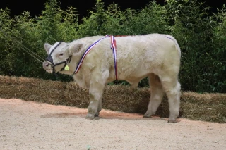 Le Charolais en fête dans la Loire