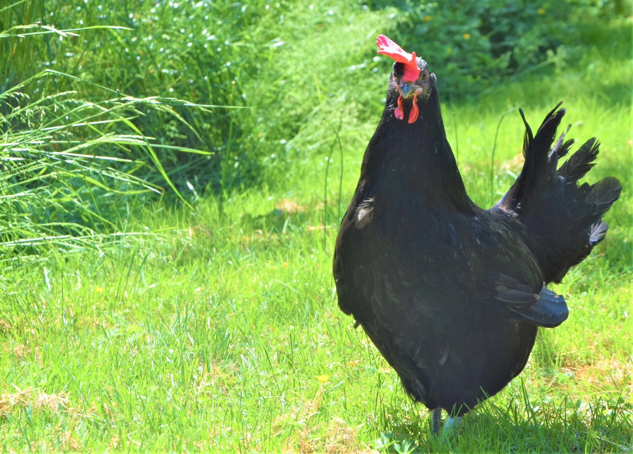 Présentation de la poulette