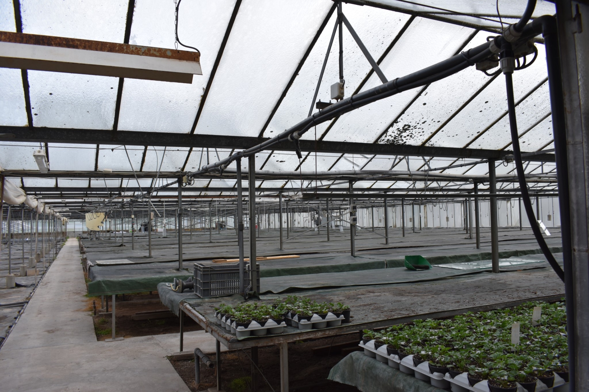L'une des serres de L'Horticole de la Velle, de 3.000 m², ne sera remplie de geranium qu'à moitié pour limiter les dépenses de chauffage. 