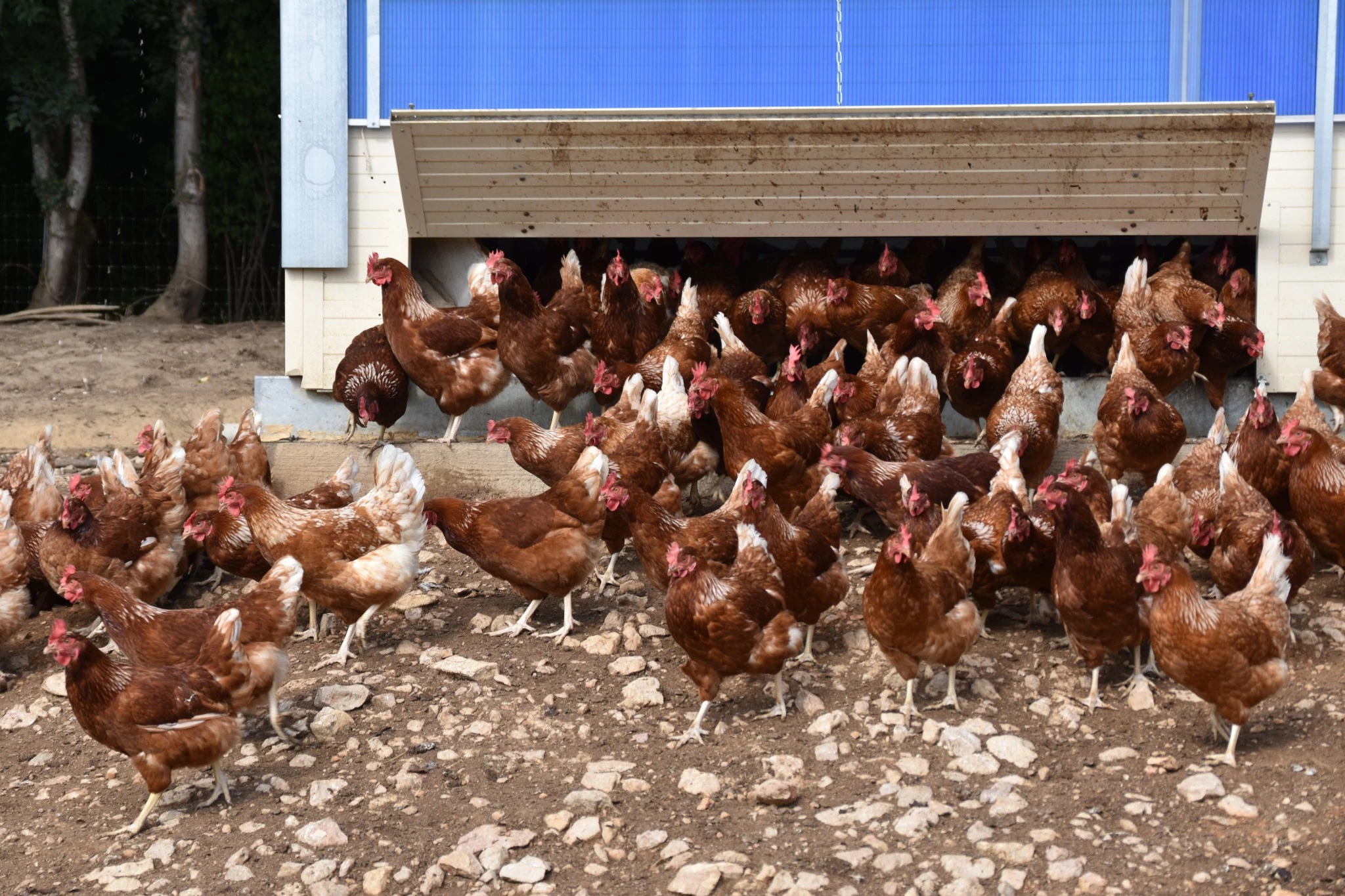 220.000 œufs par an