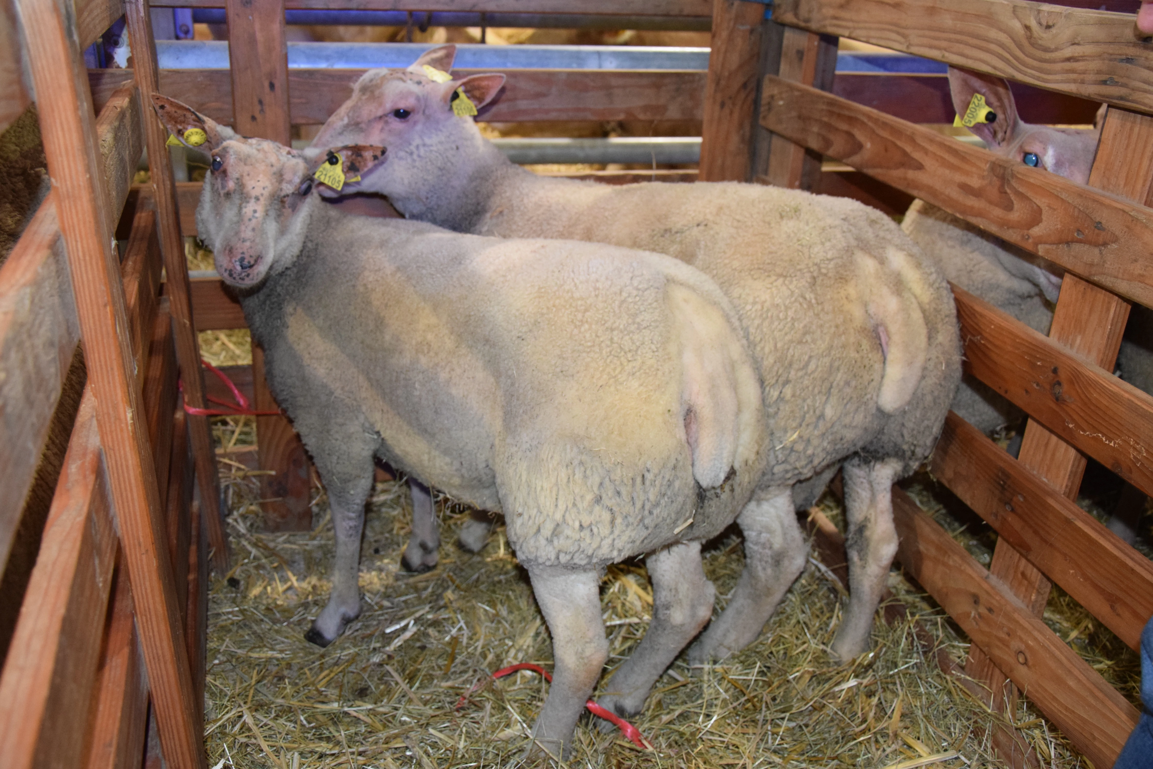 « L’agneau charollais… » : vitrine d’excellence