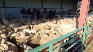 765 reproducteurs valorisés à l’export