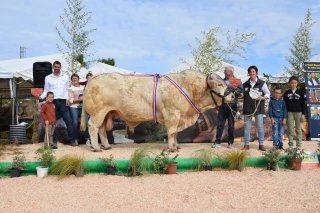 Les charolais ont épaté le public de la foire économique !