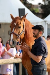 Un cheval au chevet des malades en fin de vie