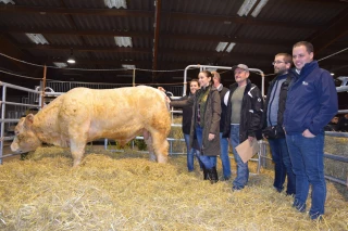 Une très belle vente de taureaux charolais !