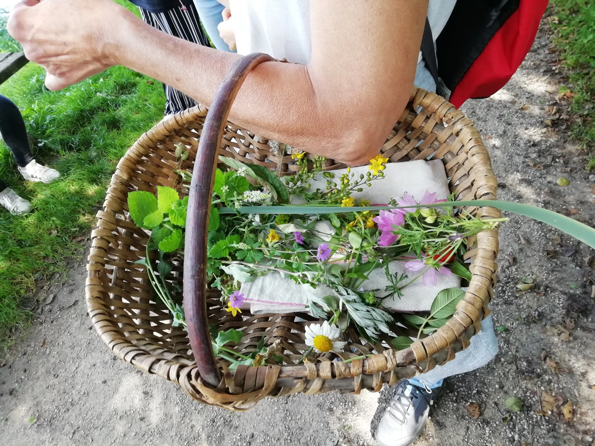 Le souci des jardins et la Reine des pré