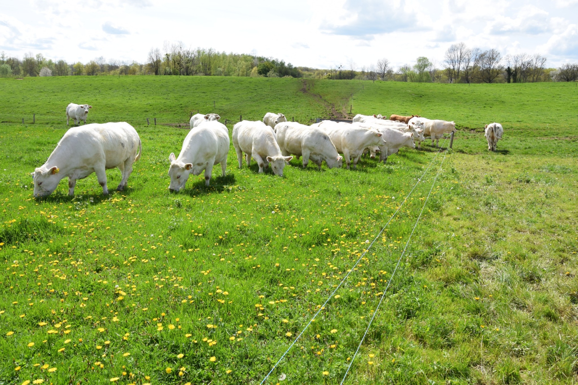 Des éleveurs témoignent sur le terrain de l'engraissement de bovins en pâturage tournant