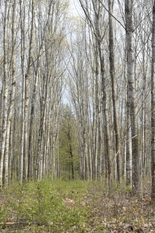 Au coeur de la parcelle de 7,5 hectares de Daniel Nesme, peuplée de chênes rouges vieux de 35 ans.