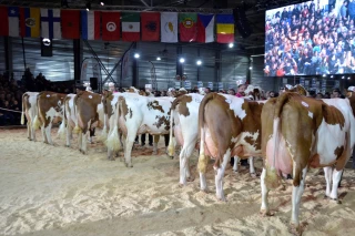 Génétique montbéliarde : Occitanie est championne jeune