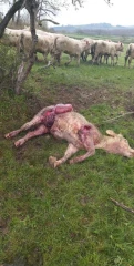 Une attaque attribuée au loup dans le Clunisois