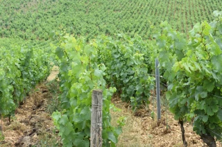 CepInnov et GreffBourgogne : deux exemples de projets territoriaux