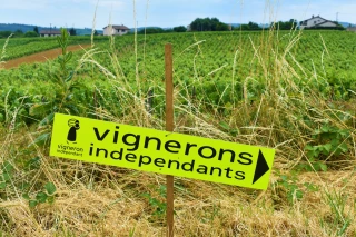 "Vins et gourmands en promenade" : 20e édition
