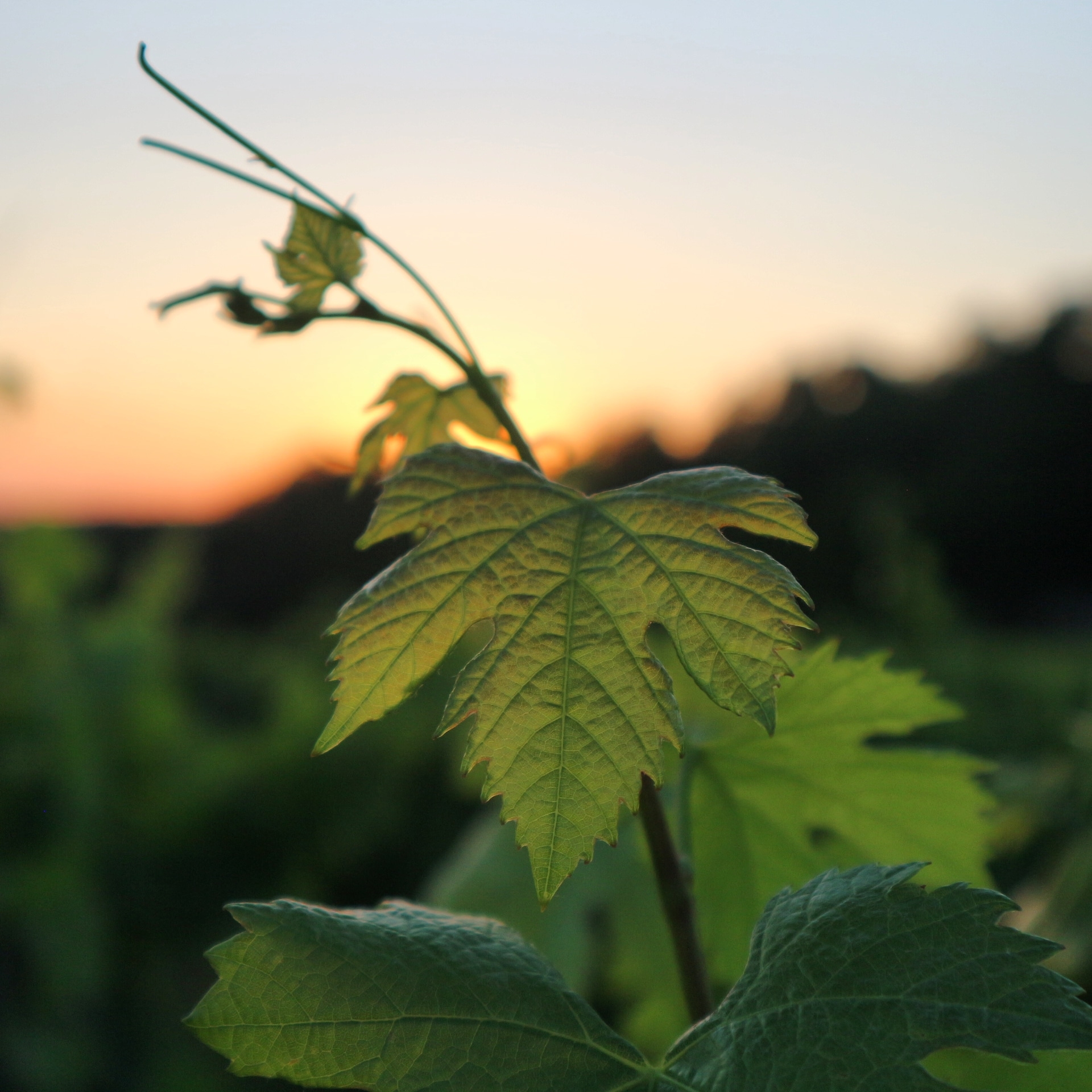 Usage des PNPP en viticulture bio : nouveau guide d'utilisation