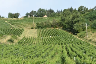 L'appellation pouilly-fuissé mobilisée au cours d'une prospection précoce