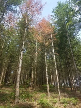 Comment les forêts du territoire réagissent face au changement climatique ?