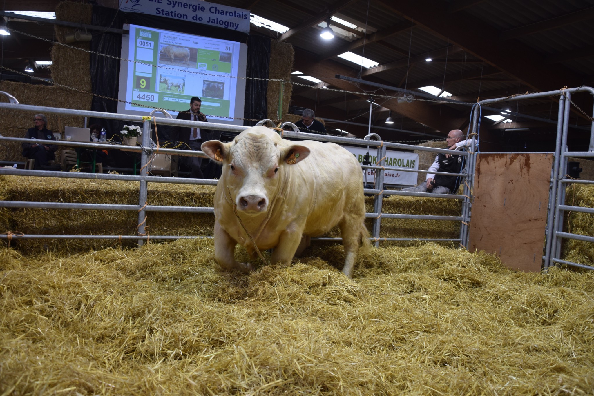 Une magnifique vente pour le GIE Synergie Charolais !