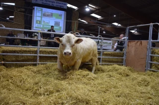 Une magnifique vente pour le GIE Synergie Charolais !