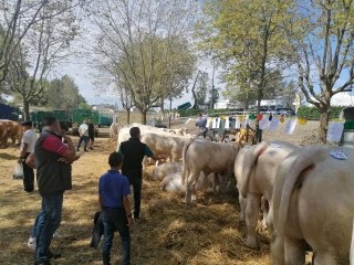 Public nombreux et chaude ambiance au concours intercantonal de Digoin  !