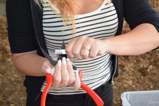 Pour le parage des ovins, il faut une bonne contention et des outils bien aiguisés