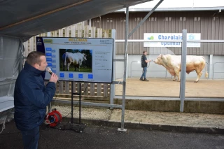 Quand les taureaux du centre de production de semences de Fontaines sont de sortie !