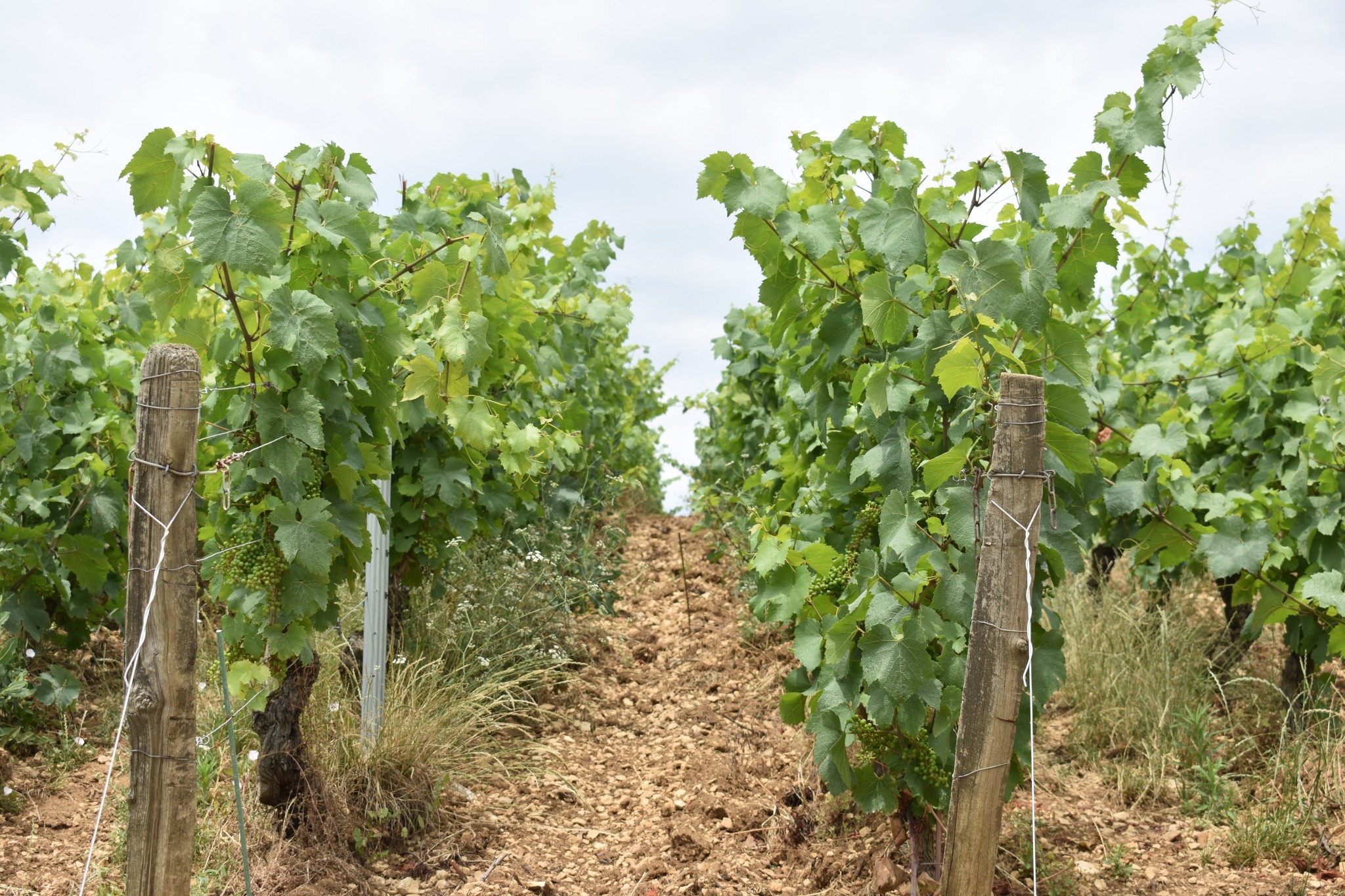 Pouilly-fuissé : prospection précoce en vue à Fuissé, Chaintré et Vergisson