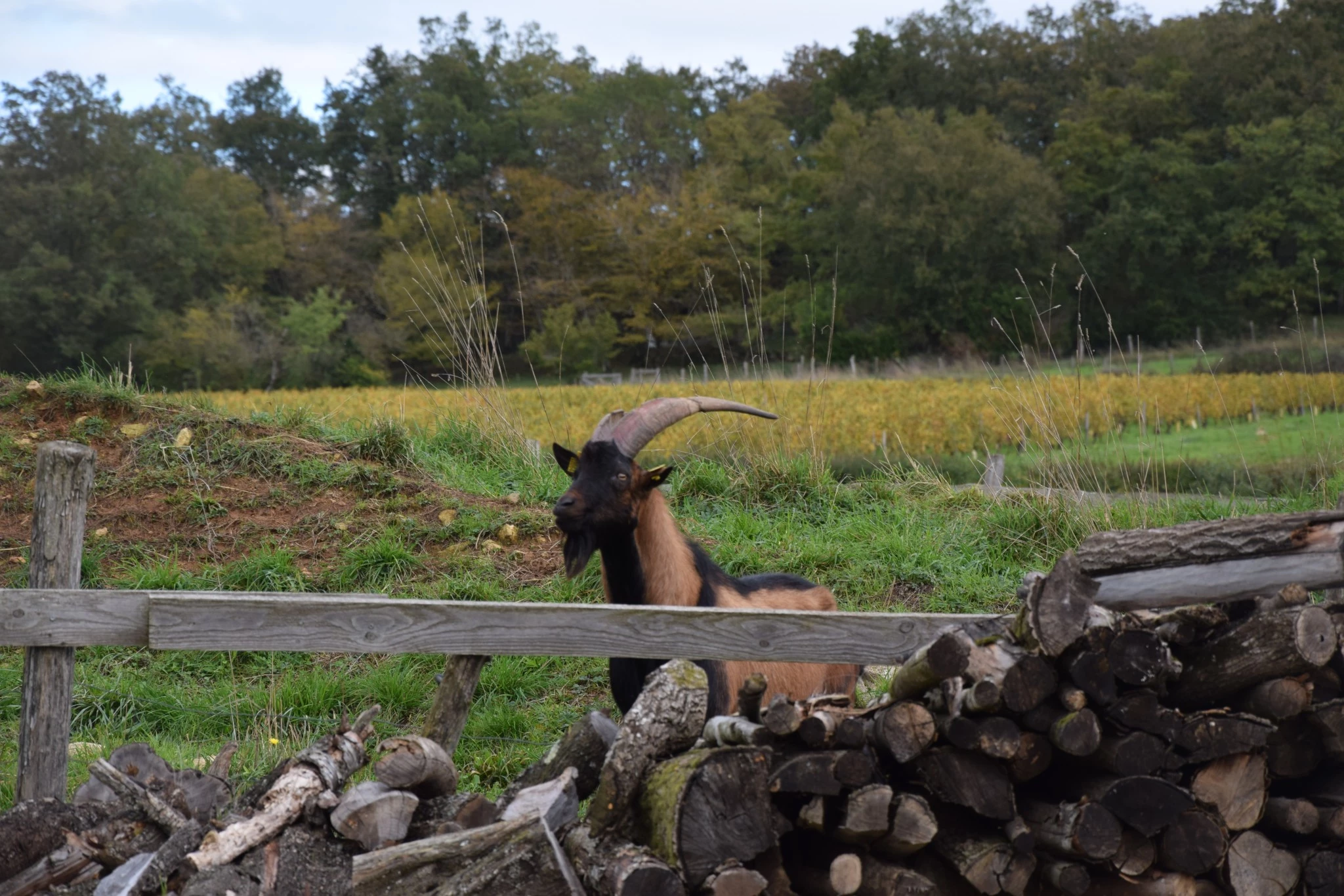 Le bien-être des boucs compte aussi !