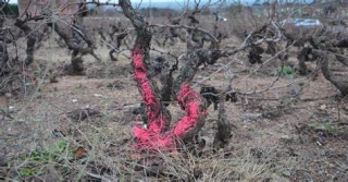 Flavescence dorée, on fait le bilan
