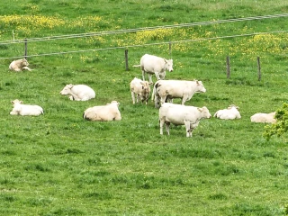 Le drone, troisième œil de l’éleveur ?