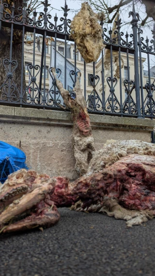 Objectif zéro attaque de loup !