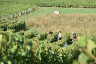 Les coopérateurs de la Cave de Lugny agréablement surpris par la qualité du raisin malgré les aléas climatiques, comme ici chez Stéphanie Jacquemin.