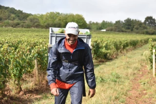 Un vendangeur du Domaine Vitteaut Alberti, parcelle de Fontaines, mercredi 4 septembre. 