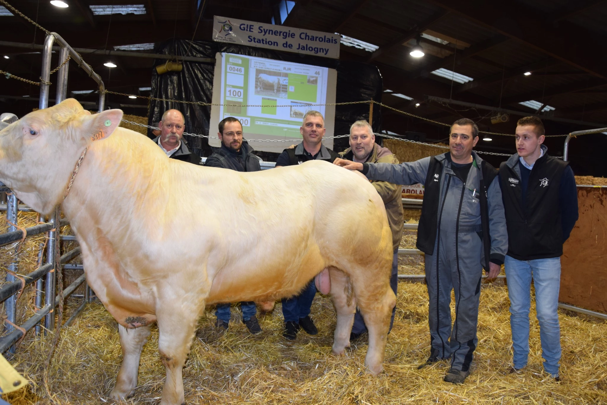 14.000 € pour un porteur homozygote du gène MHBeef