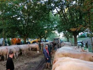 Un concours agricole qui monte en puissance à la foire de Digoin !